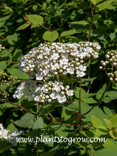 Littleleaf Fritsch Spirea (S. fritschiana parviflora) 
(May 15)